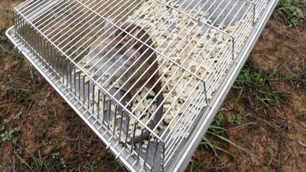 Eine Ratte sitzt in einem Käfig mit Holzspänen.