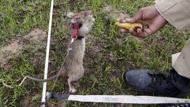 Eine Ratte steht aufrecht und wird mit einer Banane gefüttert.