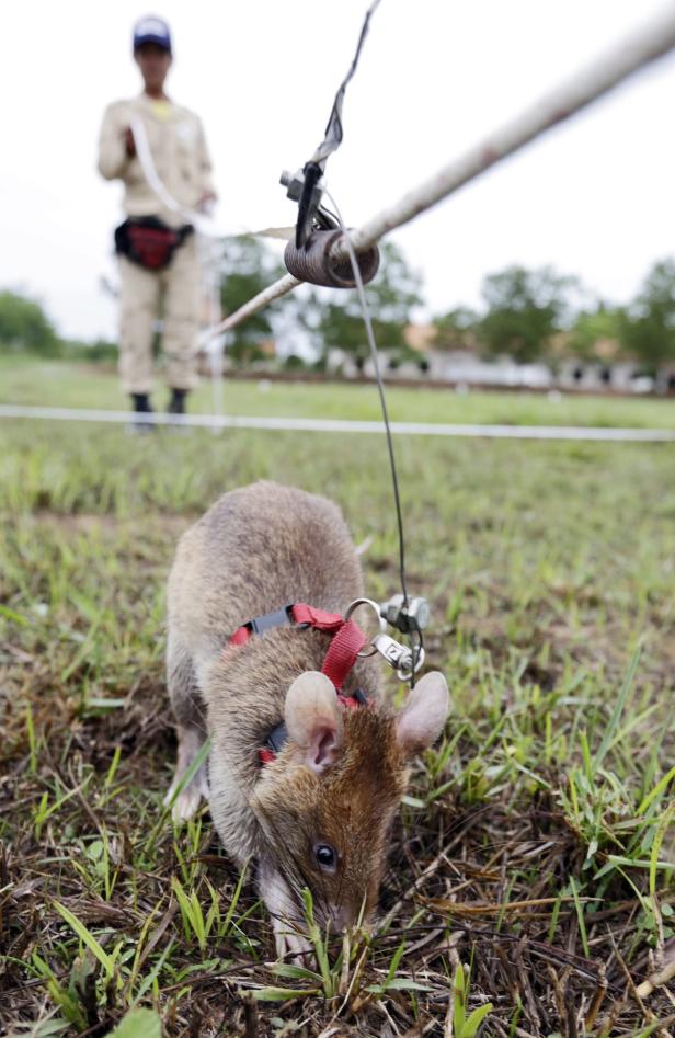 Eine Ratte mit Geschirr sucht auf einem Feld nach Minen.