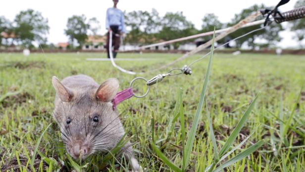 Eine Ratte mit einem Geschirr steht auf einem grasbewachsenen Feld.