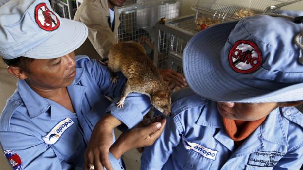 Eine trainierte Ratte klettert auf dem Arm eines Minenräumers in Kambodscha.