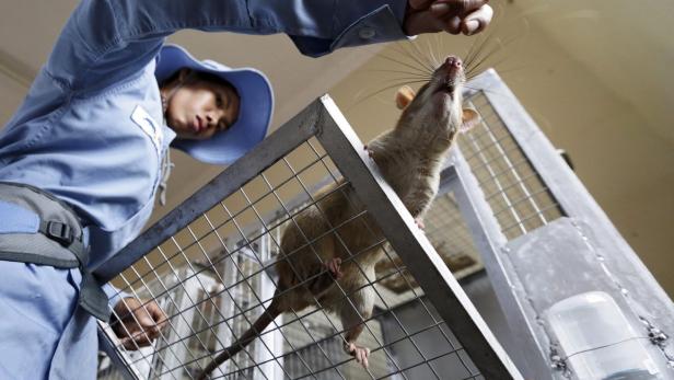 Eine Person in Arbeitskleidung füttert eine Ratte in einem Käfig.