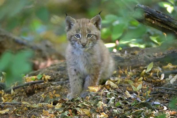 Tiergarten Schönbrunn: Junge Luchs-Zwillinge erkunden ihr Reich