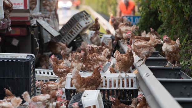 Fotos: Tausende Hühner blockieren die A1