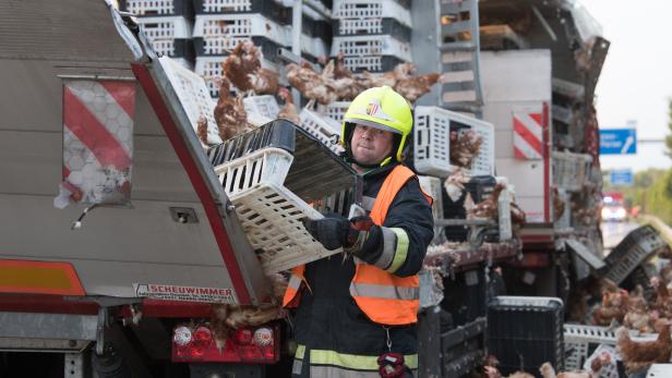 Fotos: Tausende Hühner blockieren die A1