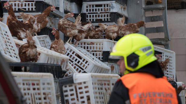 Tausende Hühner blockierten die A1