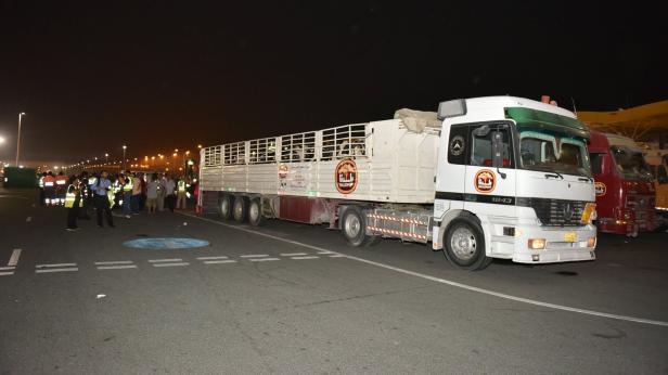 Kühe für Katar: Wüstenemirat fliegt 4000 Rinder ein