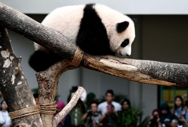 Zu teuer: Riesenpanda muss Zoo verlassen