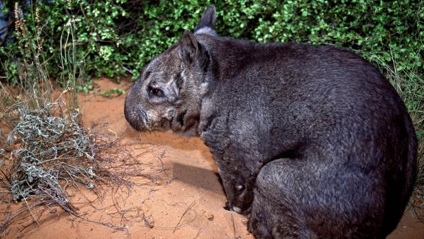 Seltenes Haarnasen-Wombat ist geschlüpft