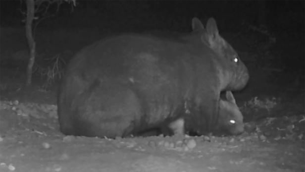 Seltenes Haarnasen-Wombat ist geschlüpft