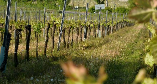 Rebstöcke in einem Weinberg mit Gras zwischen den Reihen.