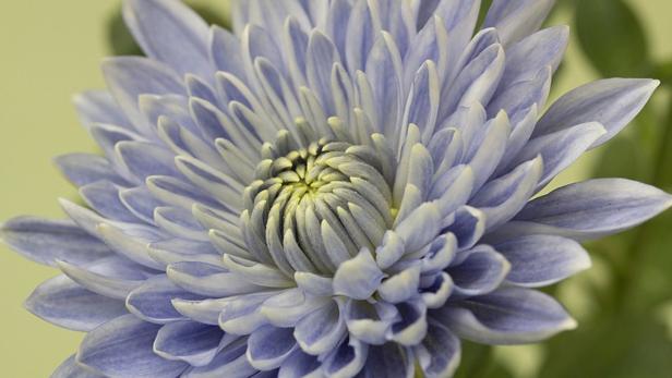 Blaue Chrysanthemen: Die Gentechnik macht es möglich