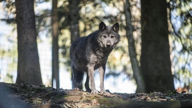 Wolf könnte Jäger "ablösen"