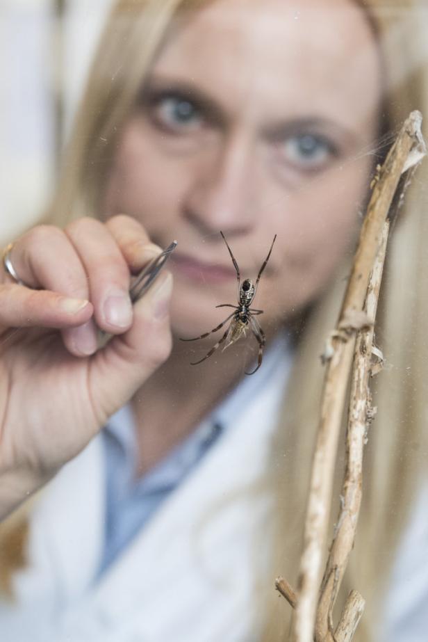 Spinnenseide soll beschädigte Nerven reparieren