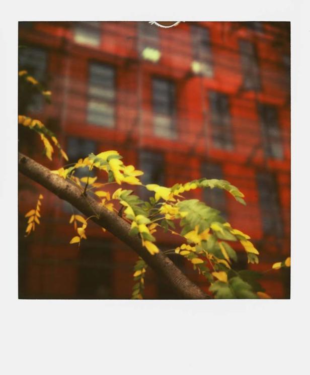 Der Retter der Polaroids