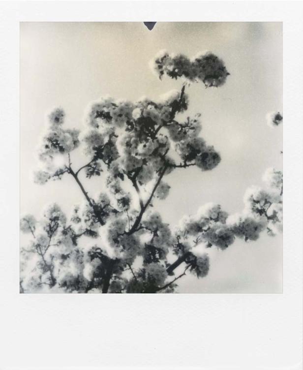 Der Retter der Polaroids