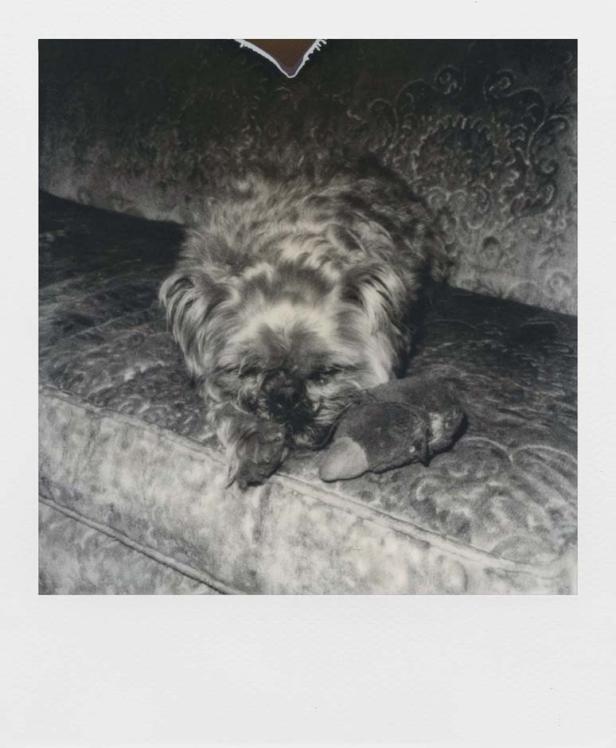 Der Retter der Polaroids