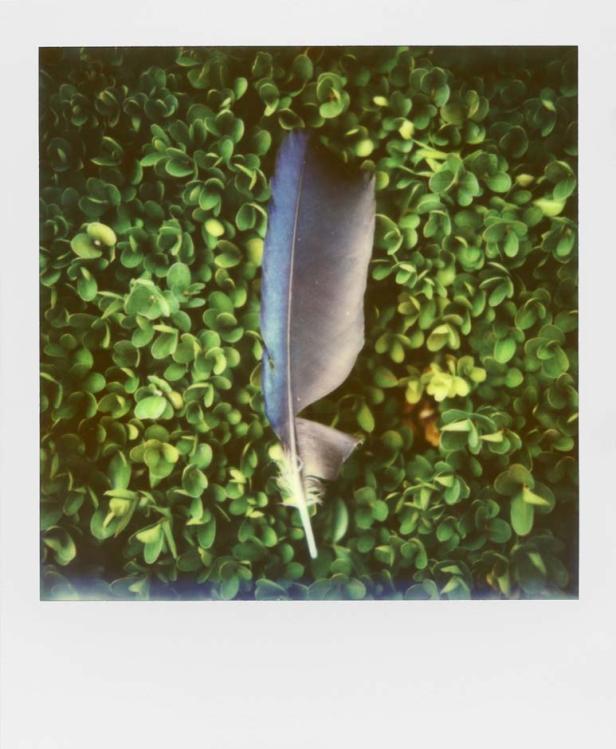 Der Retter der Polaroids
