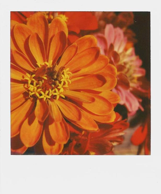 Der Retter der Polaroids