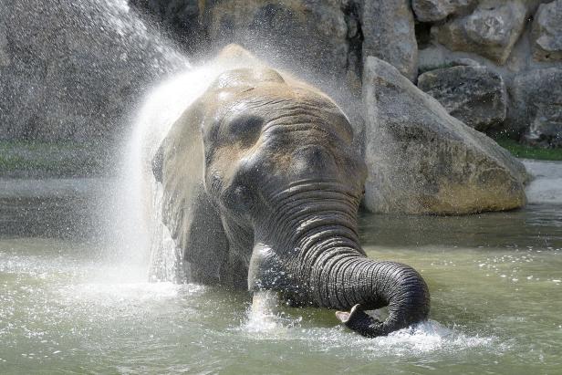 Schönbrunner Elefanten genießen ihr neues Badebecken