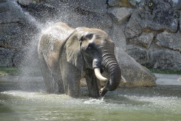Schönbrunner Elefanten genießen ihr neues Badebecken
