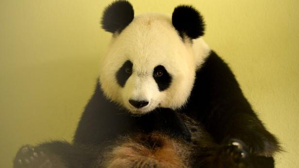 Panda-Dame in französischem Zoo erwartet Zwillinge