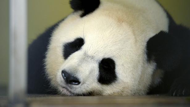 Panda-Dame in französischem Zoo erwartet Zwillinge
