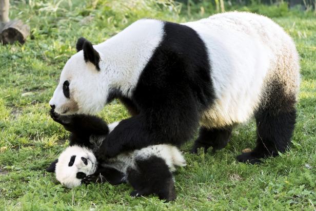 Schönbrunn bereitet Geburtstagsparty für Panda-Zwillinge vor