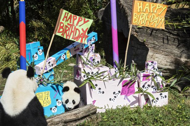 Schönbrunner Panda-Zwillinge feierten Geburtstag