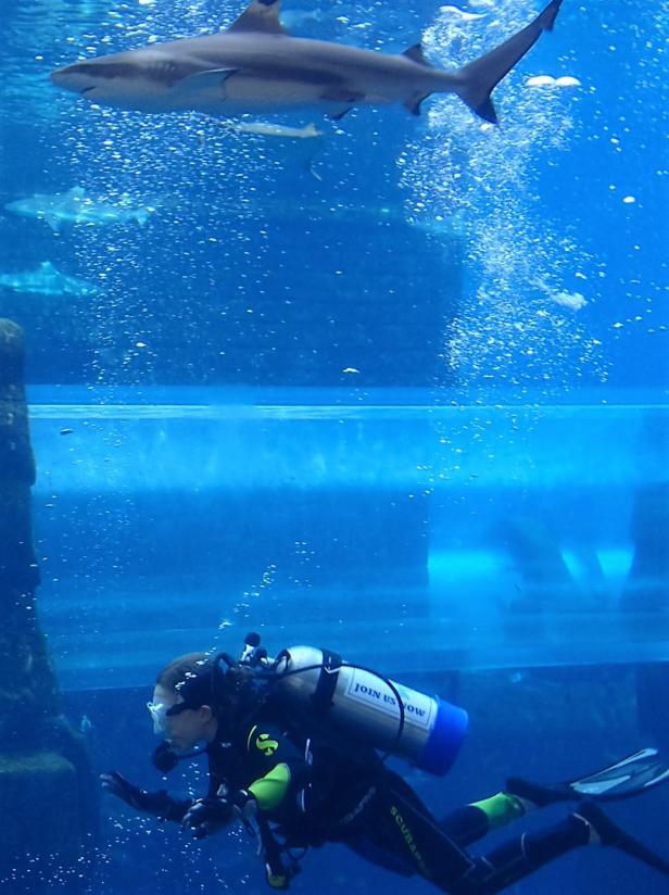 Tauchen im Haifisch-Becken