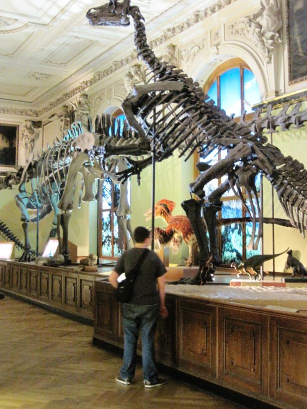 Ein Mann betrachtet Dinosaurierskelette in einem Museum.