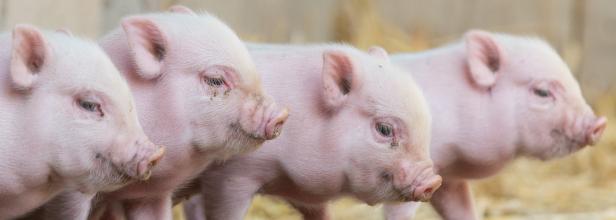 Genmanipulierte Schweine als Organspender