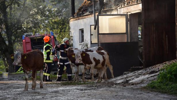 Innviertel: 74 Rinder bei Scheunenbrand gerettet