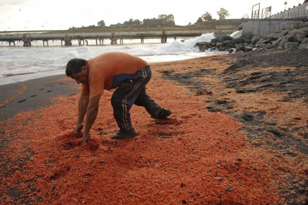 Garnelen-Schwemme färbt Strand rot