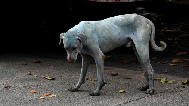 Umweltverschmutzung färbt Mumbais Hunde blau