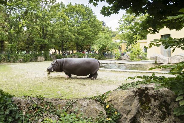 Ein neues Planschbecken für die Flusspferde im Tiergarten Schönbrunn