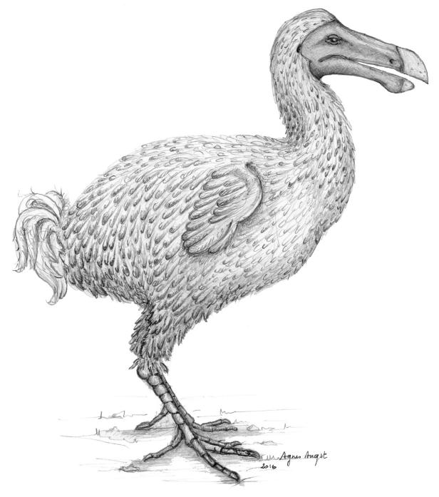 Neues vom Dodo, dem ausgerotteten Vogel