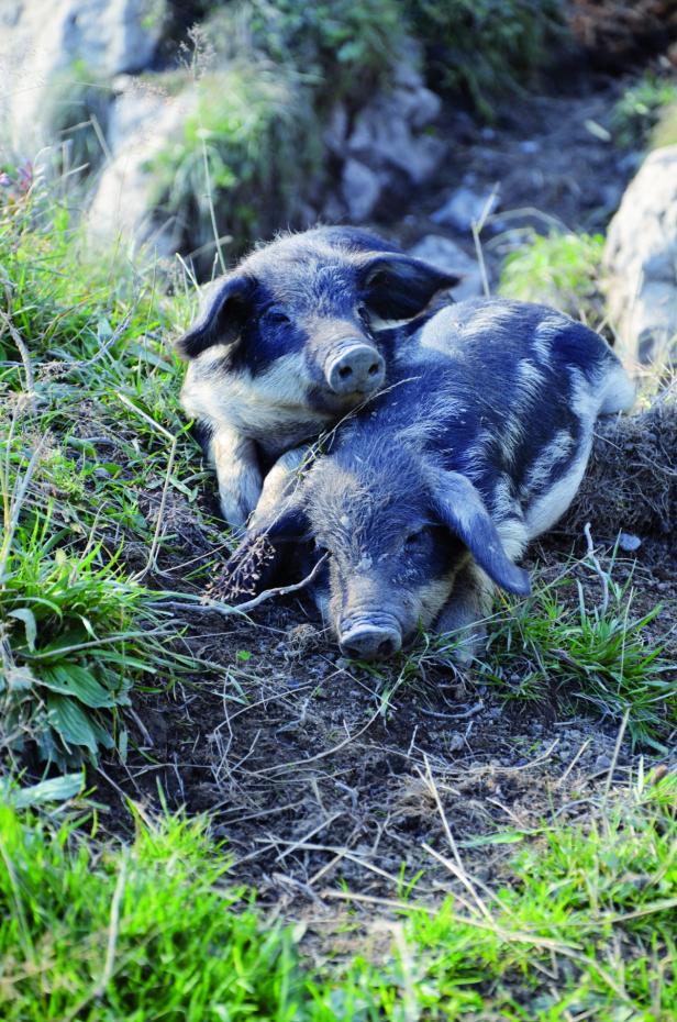 Menagerie der seltenen Nutztiere