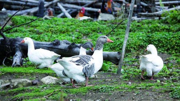 Menagerie der seltenen Nutztiere