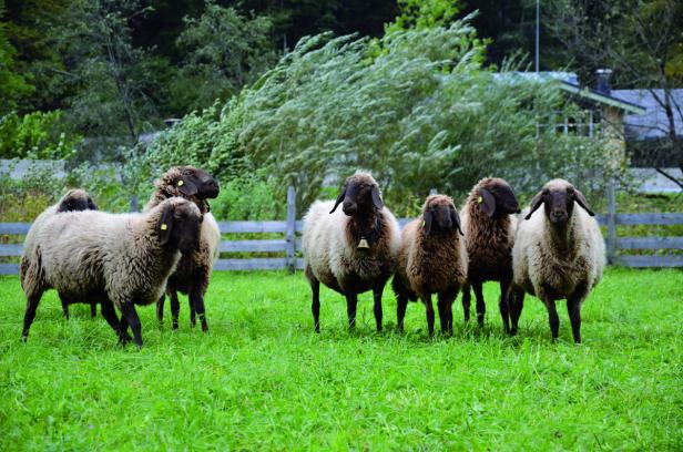 Menagerie der seltenen Nutztiere