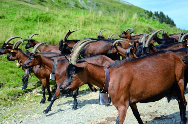 Menagerie der seltenen Nutztiere