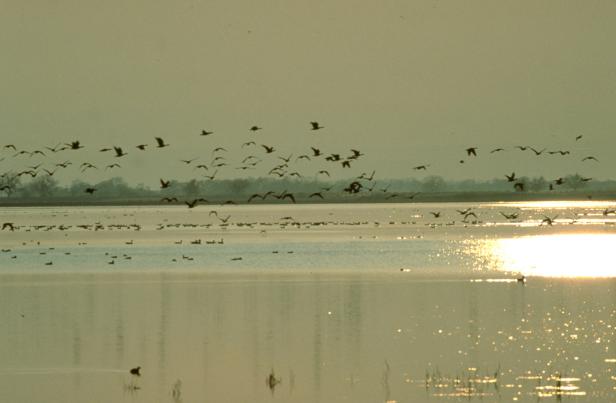 15 Fakten über den Neusiedler See