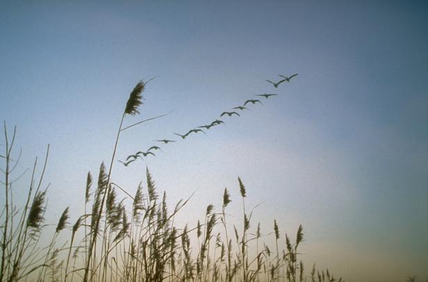 15 Fakten über den Neusiedler See