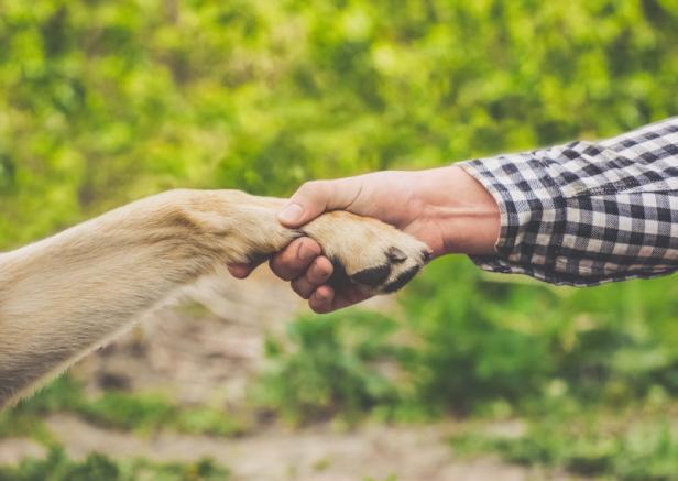 Liebe & Tötung: Widerspruch der Mensch-Tier-Beziehung