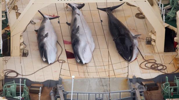 Japan: Jäger harpunierten 177 Wale