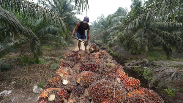 Palmöl-Test: Handel nimmt belastete Produkte aus Regal