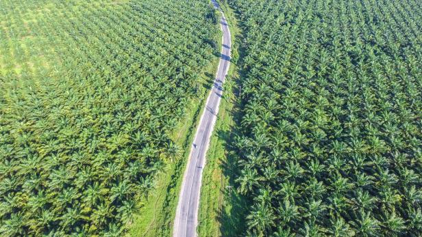 Palmöl-Test: Handel nimmt belastete Produkte aus Regal