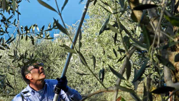 Zur Olivenernte an den Gardasee
