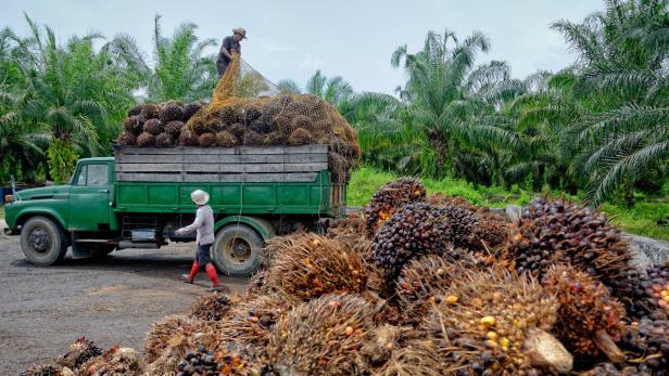 Palmöl: Gesundheitsministerium prüft Schoko und Margarine