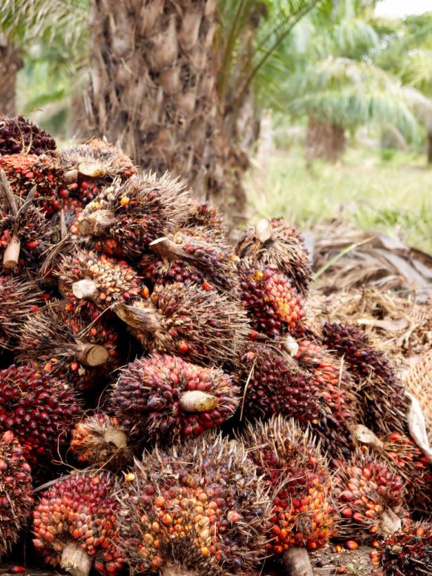 Palmöl: Gesundheitsministerium prüft Schoko und Margarine